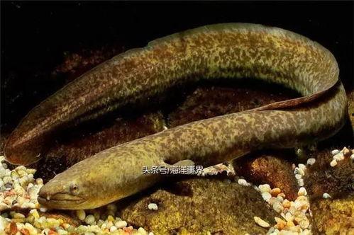 鳗鱼钻到下面在线视频,揭秘水下生物的神秘行为